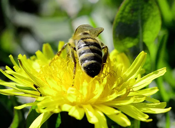Sakupljanje maslačkovog polena 